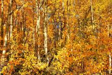 maroon bells in fall aspen in fall