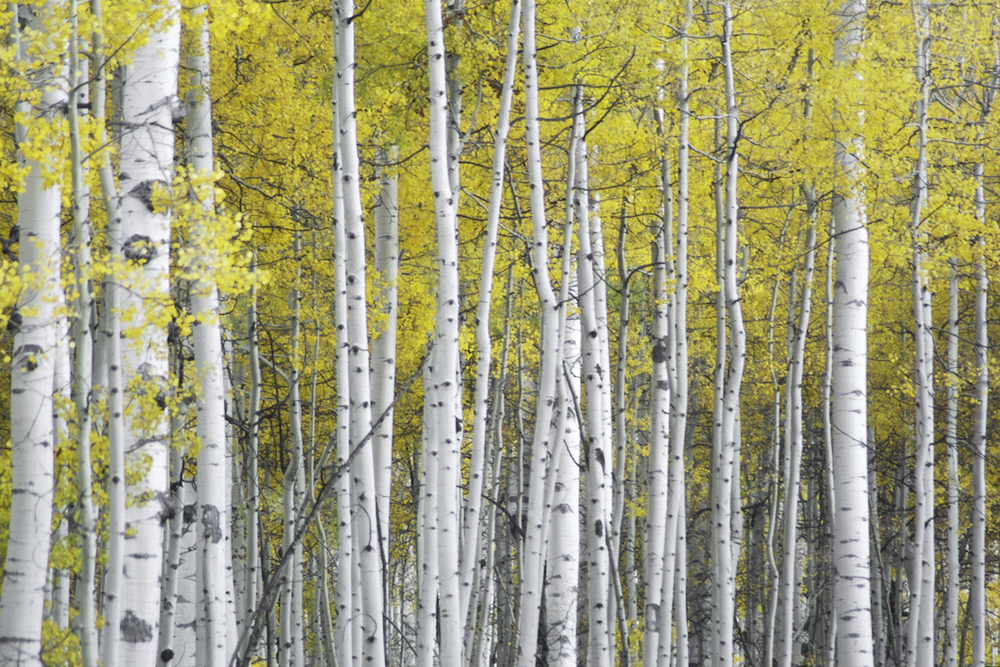 fun facts about aspen trees